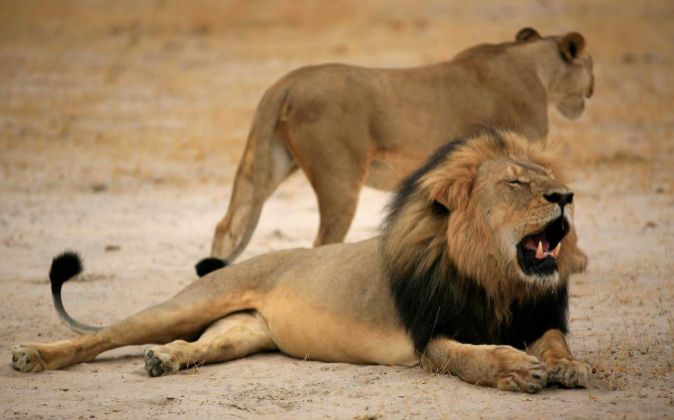 Cecil, el león insignia de Zimbabwe que fue abatido hace unos días...