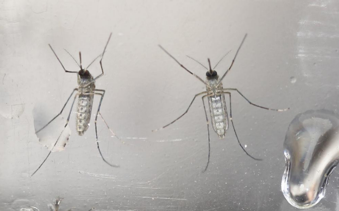 En la imagen el mosquito zancudo transmisor del Zika.