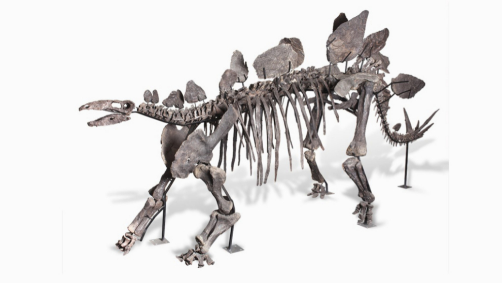 <strong>Dinosaurio Estegosaurus. </strong>Origen: montaas del este...