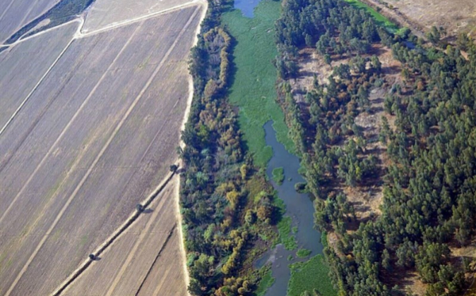 La estimación de plantas de jacinto de agua en este tramo de río...