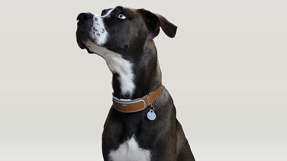 collar de perro inteligente