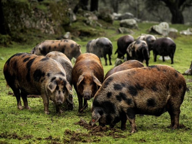 A bordo Indirecto Grado Celsius El jamón ibérico más caro del mundo es el de los cerdos manchados de Jabugo  de Dehesa Maladúa