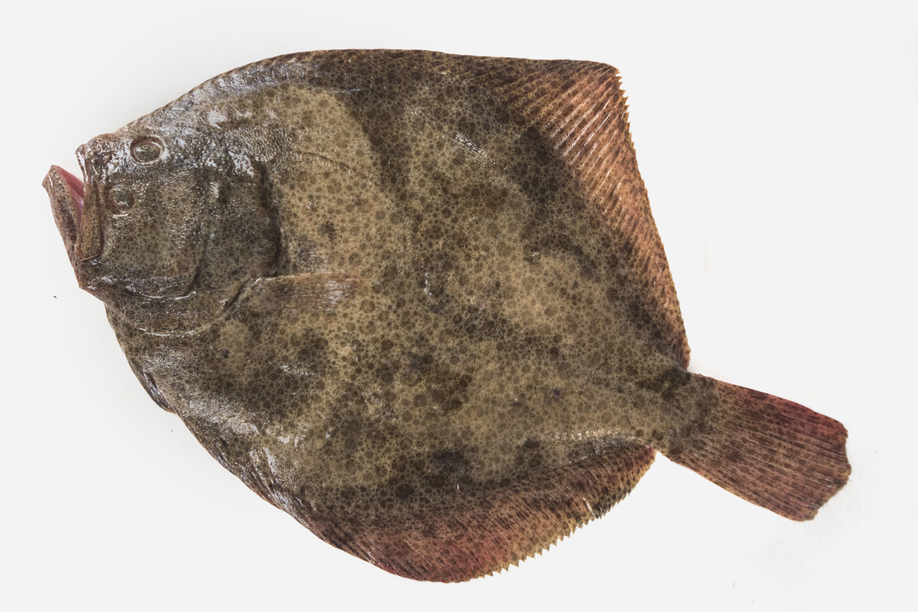 El Scophthalmus maximus es un pez pleuronectiforme de...