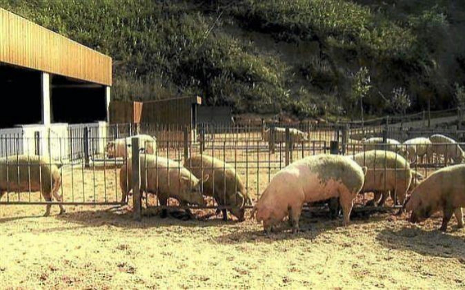 Granja de cerdos ecológica.