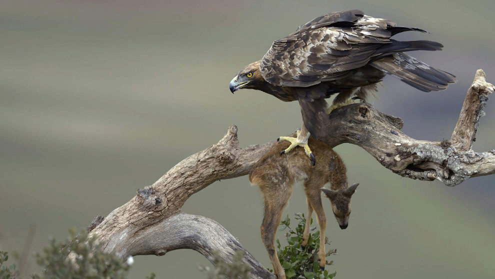 El águila real ibérica, con una cria de de corzo, corcino en su atalaya