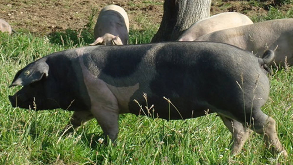 Hoy en día campan más de 1.000 cerdos vascos al norte de Navarra.