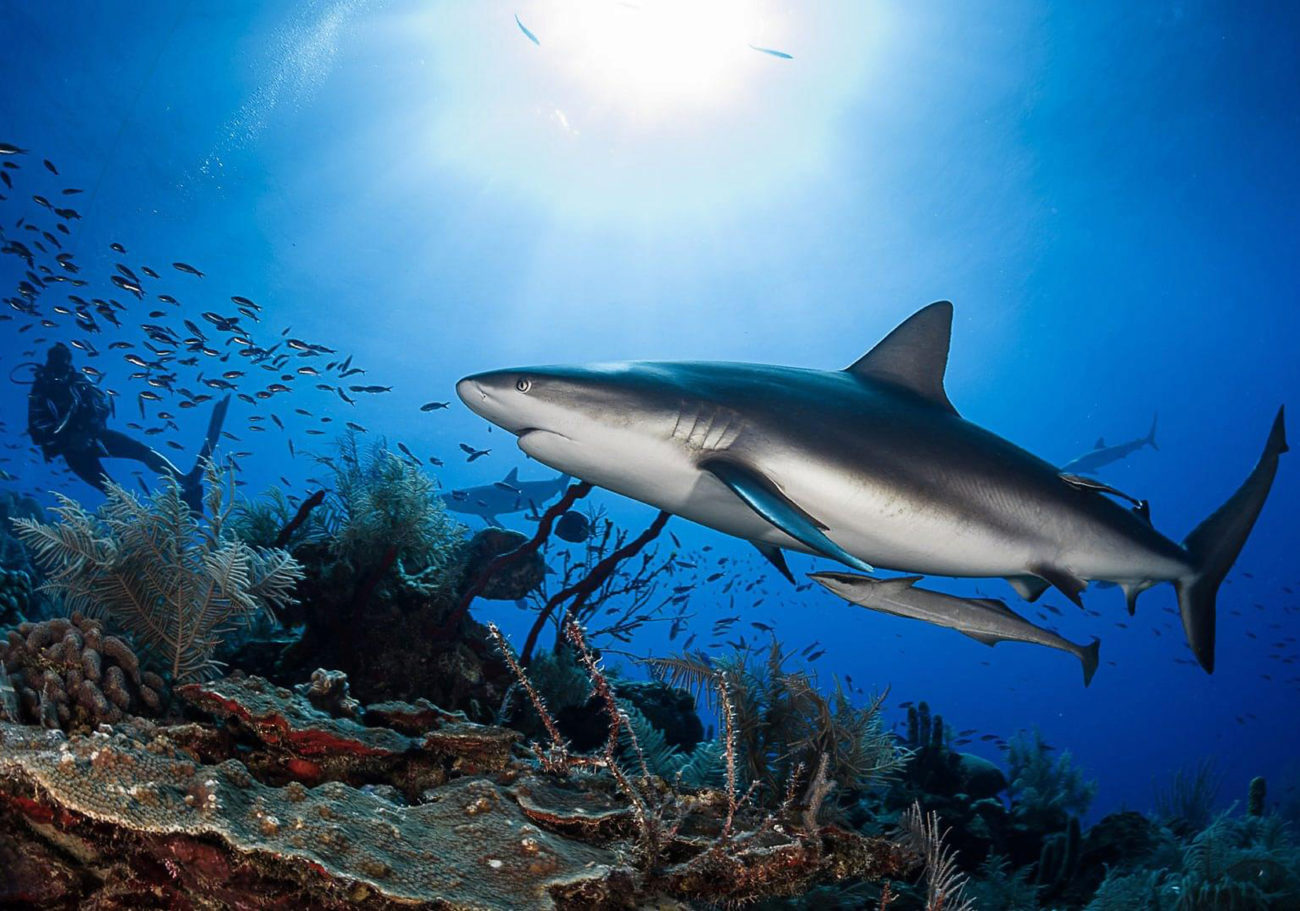 Empezamos con una propuesta salvaje: nadar entre tiburones en Los...