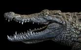 Ejemplar de cocodrilo del Nilo. Pedro Jarque Krebs lo fotografió en...