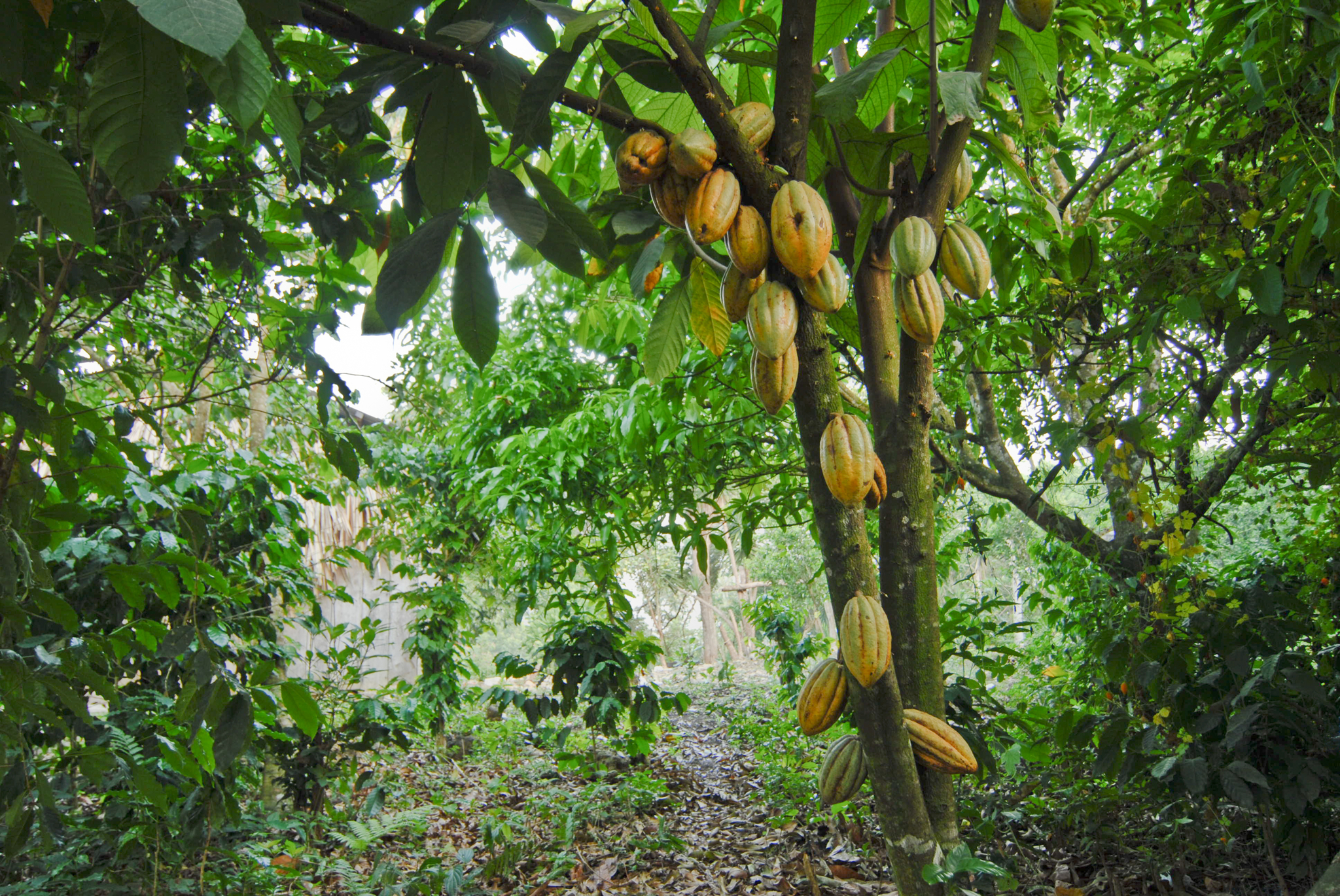 El desplome del cacao hace mella en los grandes del chocolate
