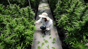 Un empleado de Pharmocann, observa una planta de cannabis. | AMIR...