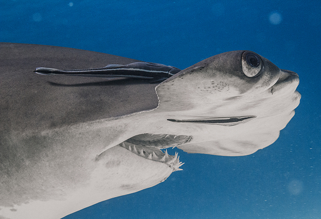 Tiburón martillo  fotografiado por el príncipe en Bahamas. 
