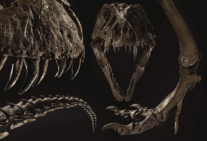 Stan, el esqueleto de Tyrannosaurus Rex mejor conservado, comprado por   millones de dólares | Cultura