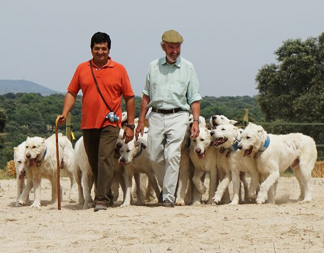 Ms de un centenar de perros campan a sus anchas en Piedrabuena. 