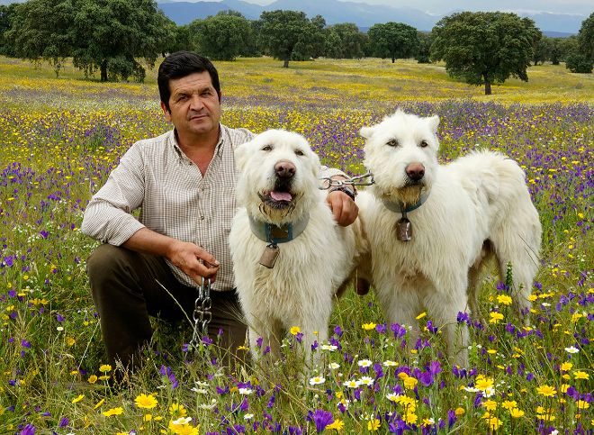 Valdueza, así es la nueva raza de perros española | Personajes