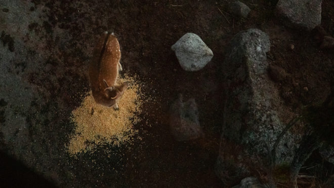 Un ciervo visto a travs del suelo de cristal de la cabaa.