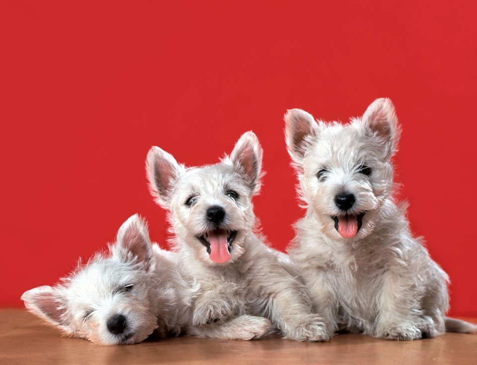Tres cachorros de West Highland Terriers, fotografiados en actitud...