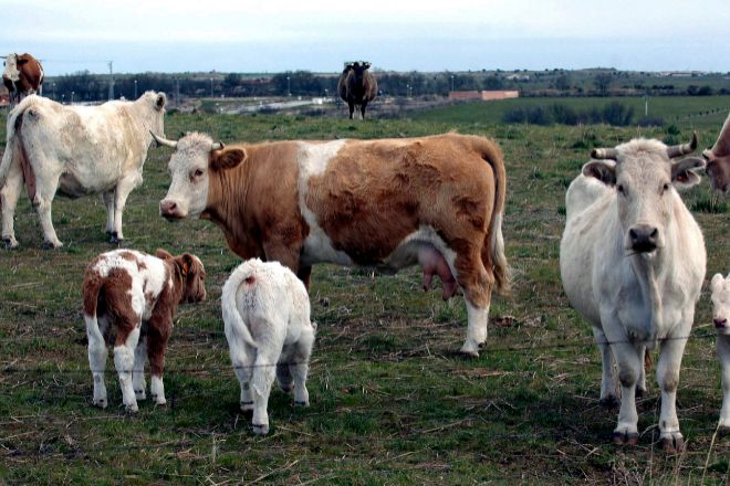 Varias vacas pacen en una finca de la provincia de Segovia