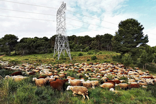 Red Elctrica ha lanzado un proyecto para fomentar el paso del ganado bajo las lneas de electricidad. Previene los incendios forestales, favorece la biodiversidad y ofrece un futuro a quienes an se dedican al pastoreo.
