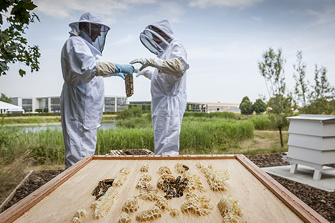 Trabajadores voluntarios de Rolls-Royce y apicultores locales se ocupan de la miel y las abejas.