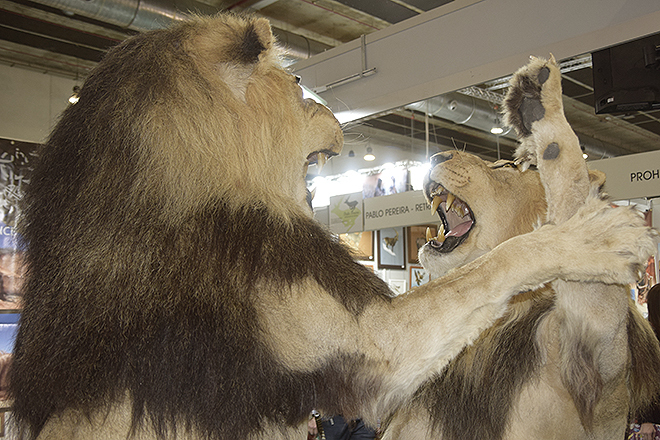 El Museo de la Fauna Salvaje mostrar durante la feria una exposicin on los llamados cinco grandes: len, leopardo, elefante, rinoceronte y bfalo. 