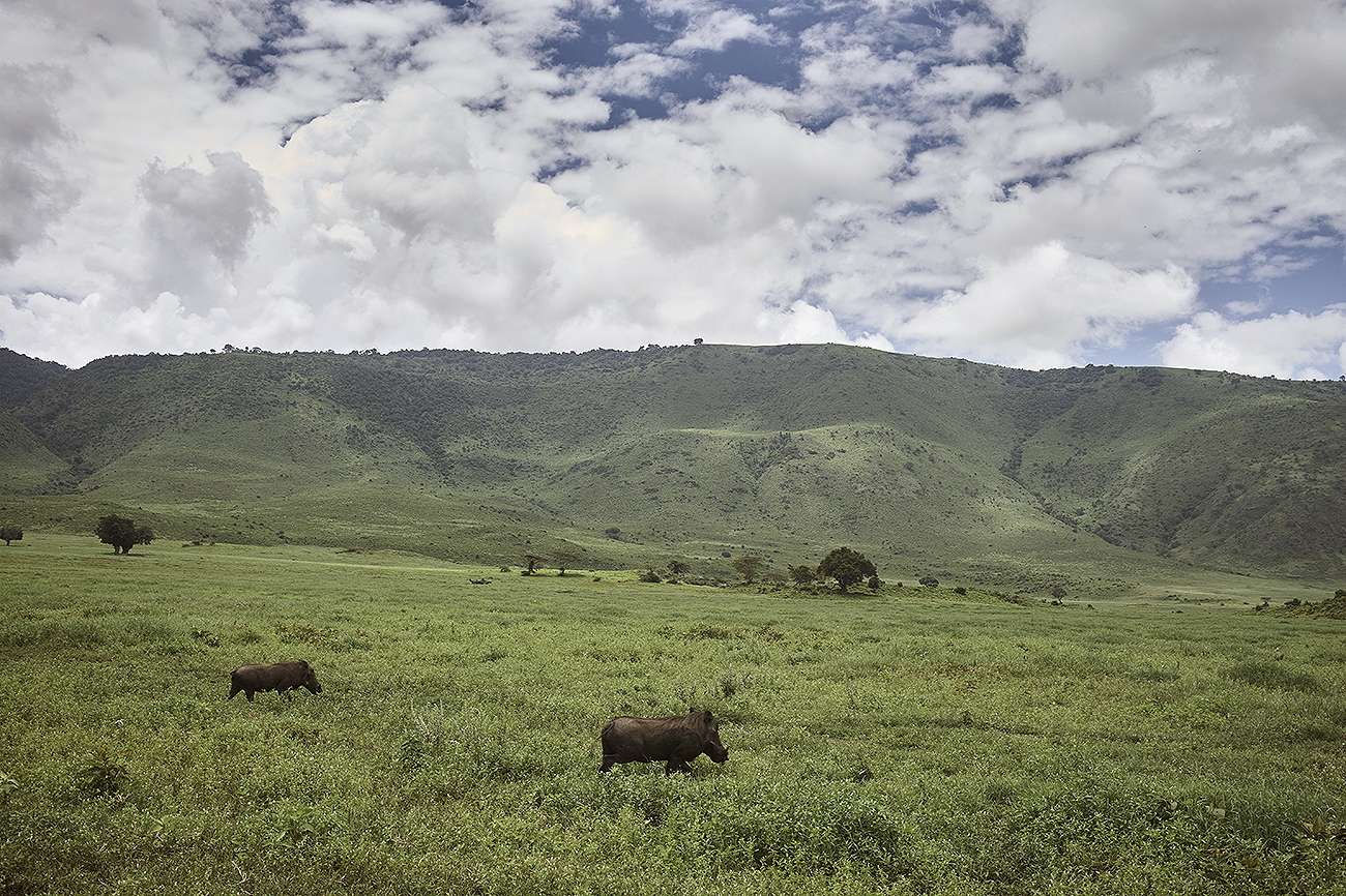 Tanzania engancha. El hilo musical salvaje que emiten el Ngorongoro y...