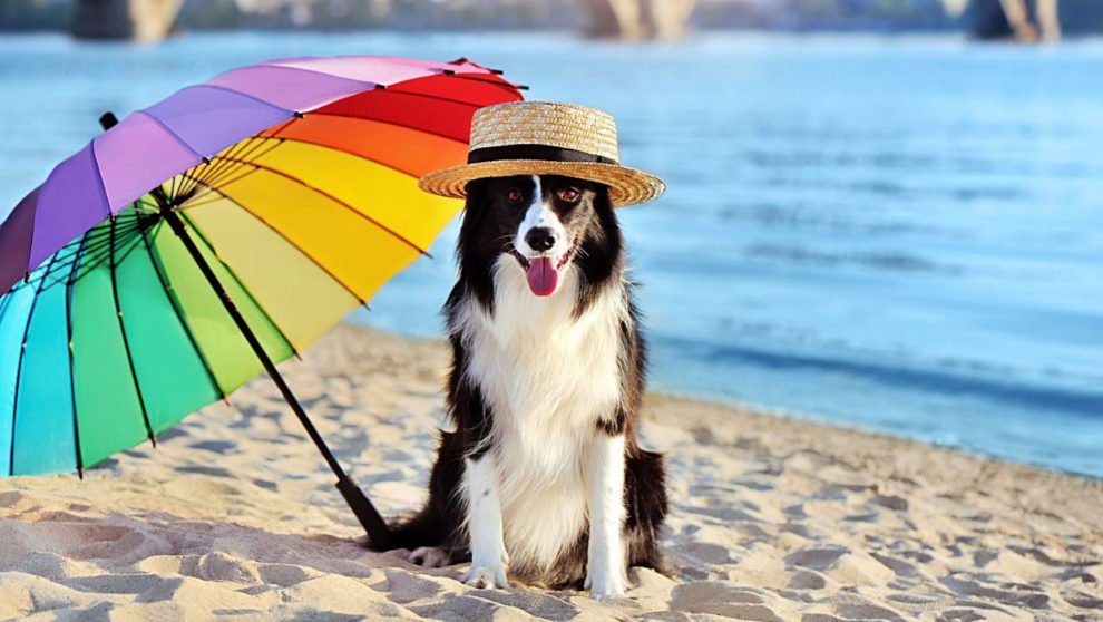 suave Entender banda Las mejores playas para perros de España | Viajes