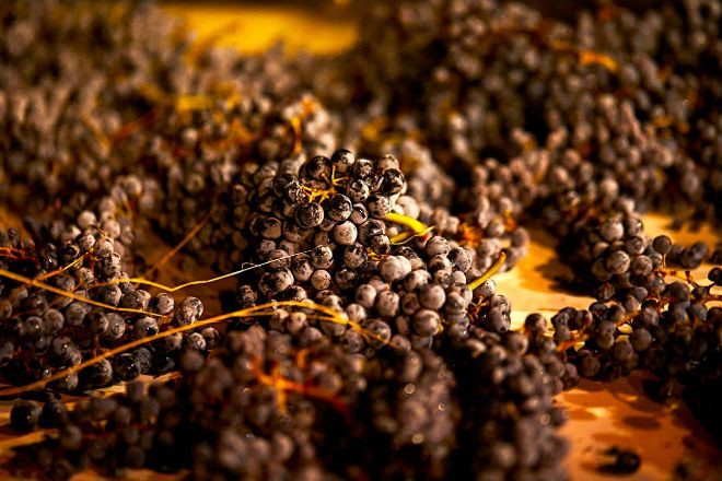Racimos de la variedad cabernet sauvignon vendimiados durante la maana del 13 de septiembre esperan a ser seleccionados.