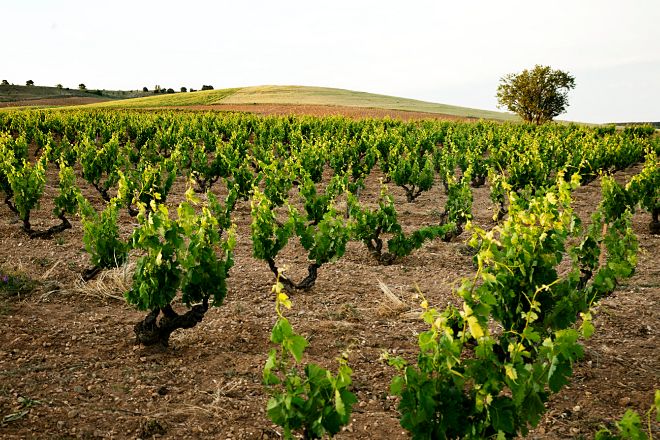 Viñas con cuyas uvas se elabora Pingus. Se plantaron en 1929 en una finca de 4 hectáreas de La Horra (Burgos) y su suelo tiene unas características únicas.