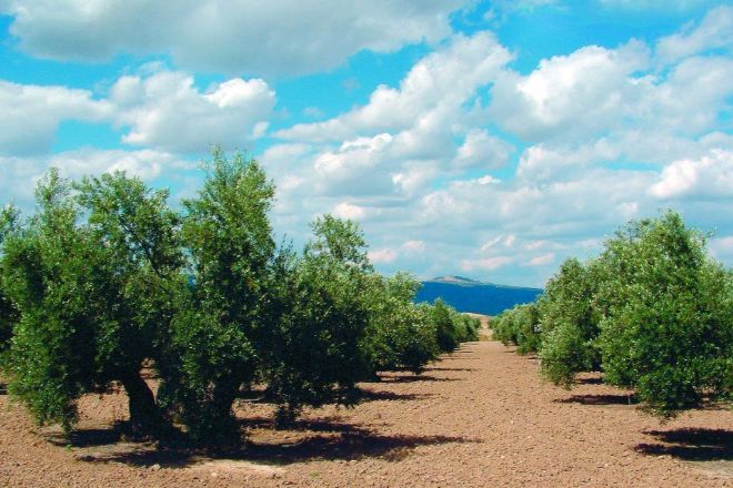Olivar de Jaén, cuna del mejor aceite de oliva del mundo.