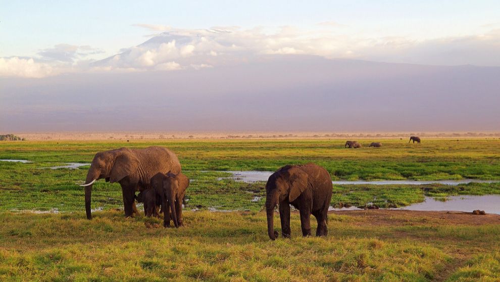 luna de miel safari kenia