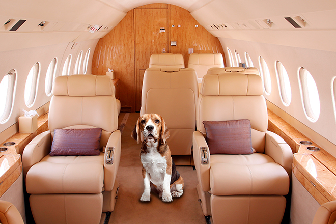 Los ricos hongkoneses alquilan jet privados para sacar a sus mascotas de la ciudad