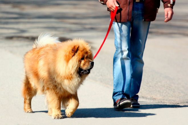 La cuidadora de un perro podrá conservarlo gracias a la nueva norma sobre animales