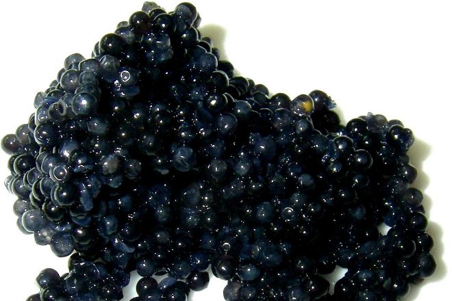 El mejor caviar del mercado proviene del esturin beluga.