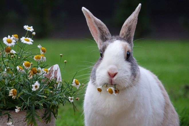 Los conejos ostentan el tercer puesto en el podio de las mascotas favoritas de los espaoles.