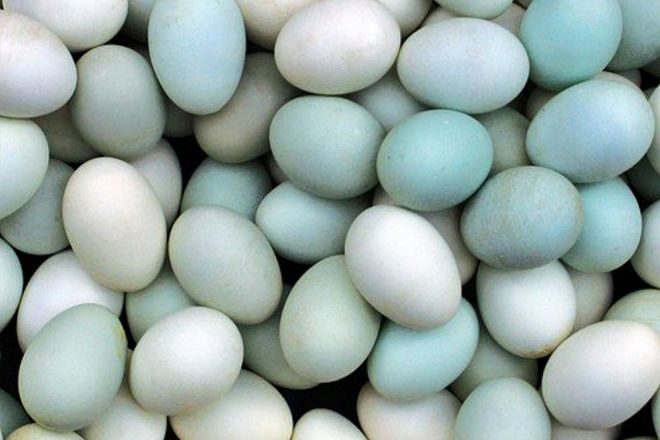 Huevos azules. 