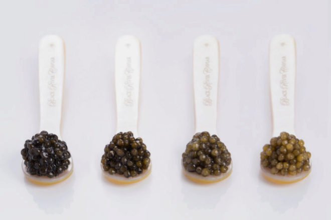 La hueva de caviar ossetra tiene un dimetro de 3,2 mm, su color vara dentro de una gama que va del marrn claro hasta el dorado.