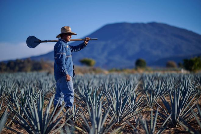 900.000 agaves azules plantados a los pies del volcn en Jalisco, Mxico, con los que se elabora el tequila Volcn de Mi Tierra.