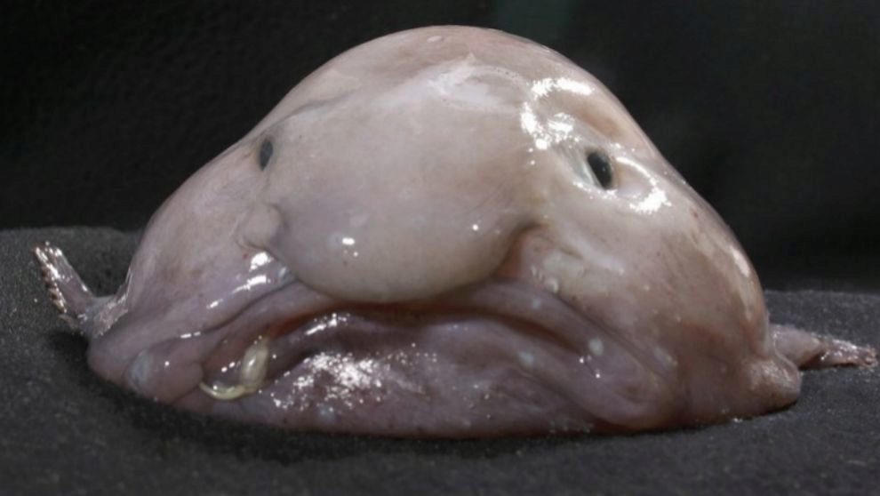 pez borrón animal más feo del mundo