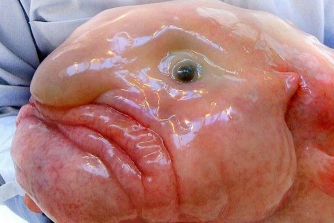 El pez borrón no tiene el mismo aspecto bajo el agua que cuando yace inerte en la superficie, la descompresión hace que se deforme