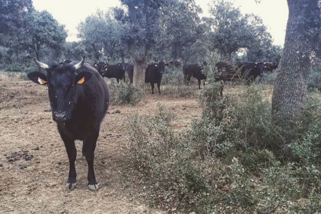 Las vacas y toros wagyu son criados al aire libre.
