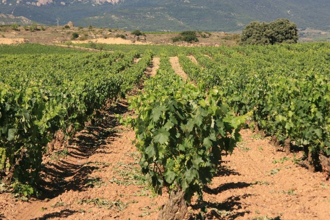 Cisma en Rioja: varias bodegas persiguen su propia denominación