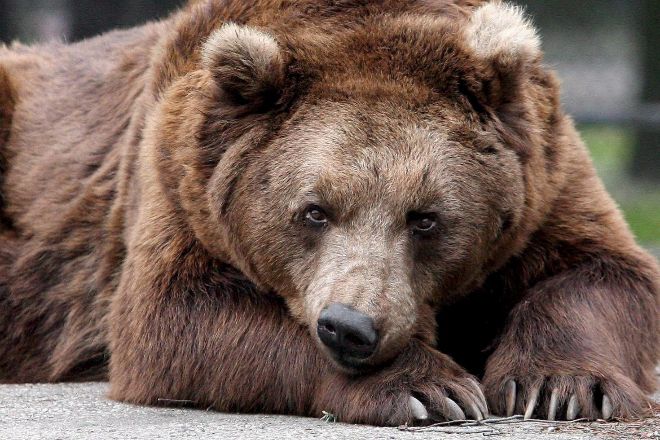 Los osos, símbolo del mercado bajista, están tomando las Bolsas.
