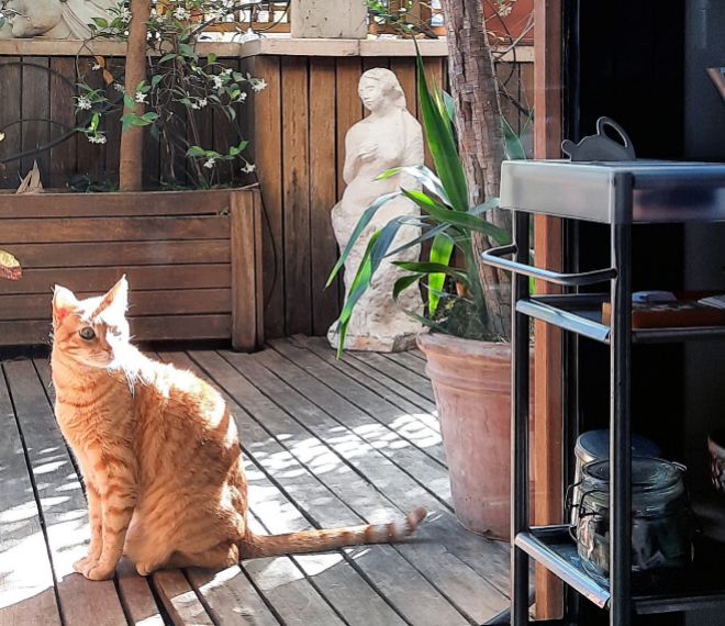 Foto desde la cocina de Simona Garufi con su gato Tomate posando. 