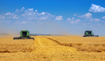 Los problemas de exportación por la guerra de Ucrania disparan los precios de los cereales