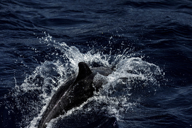 Delfín avistado en las Azores.