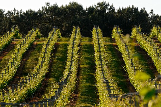 El vino español lanza un plan para crecer en 2.600 millones de euros en cinco años