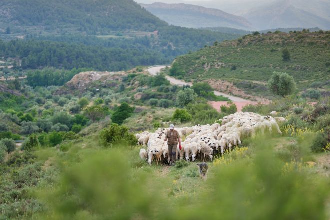 El Ternasco de Aragn ayuda a mantener la tradicin del pastoreo.