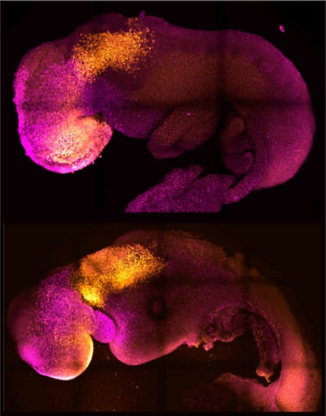 Comparacin entre un embrin natural y uno sinttico, ambos con corazn y pliegues en el encfalo (en color) que darn lugar al cerebro.