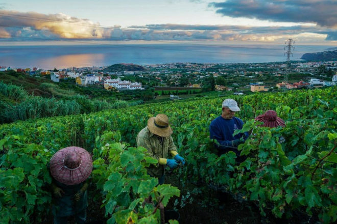 Suertes del Marqués, bodega del Valle de la Orotava (Tenerife) que se cuela entre las cuatro bodegas españolas seleccionadas por Wine 