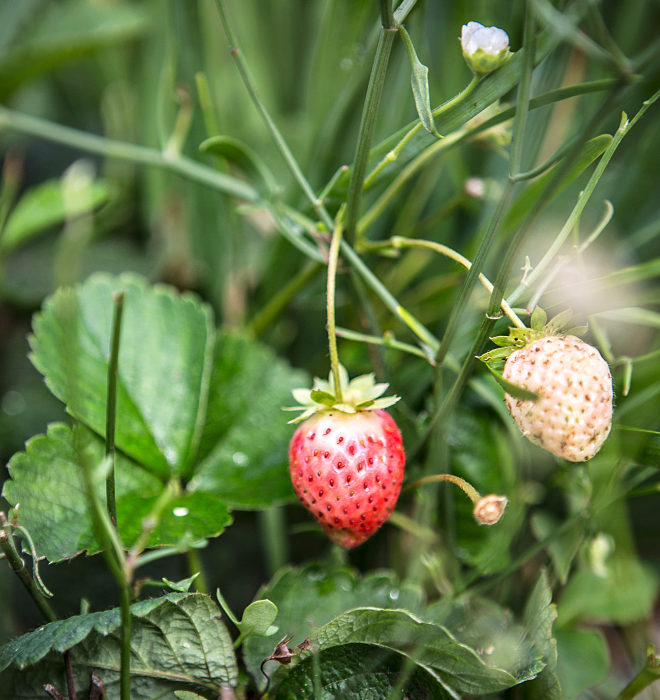 La fresa silvestre es una de las ms de 200 especies que crecen en la huerta ecolgica de 2.500 m2.